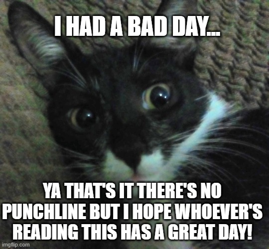 And this is my cute cat:3 Manifesting the good vibes for you~ | I HAD A BAD DAY... YA THAT'S IT THERE'S NO PUNCHLINE BUT I HOPE WHOEVER'S READING THIS HAS A GREAT DAY! | image tagged in cat | made w/ Imgflip meme maker