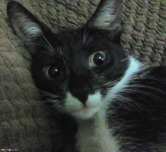 This was my cat when she was a kitten, isn't she cute! :3 | image tagged in cute cat | made w/ Imgflip meme maker