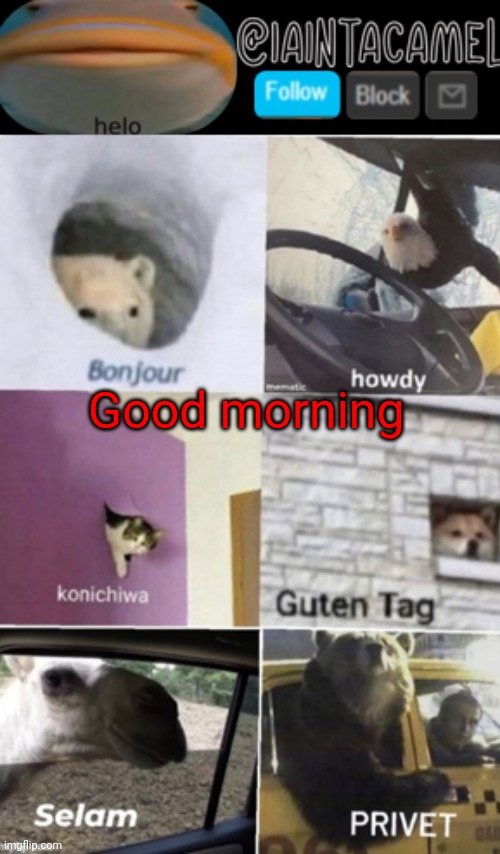 .. | Good morning | image tagged in iaintacamel | made w/ Imgflip meme maker