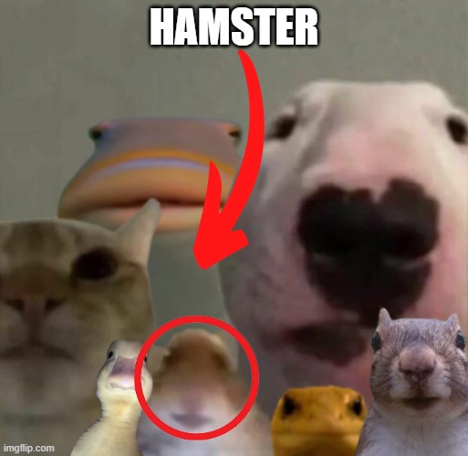 HAMSTER !!!!!!!!!!!!!!!!!!!!!!! | HAMSTER | image tagged in the council remastered | made w/ Imgflip meme maker
