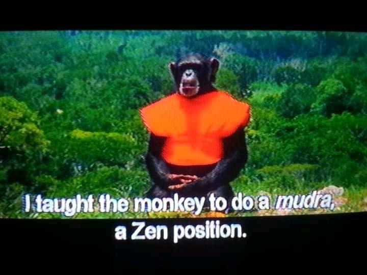 High Quality Zen Monkey Blank Meme Template