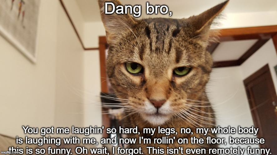 Cat dang bro you got the whole squad laughing extended Blank Meme Template