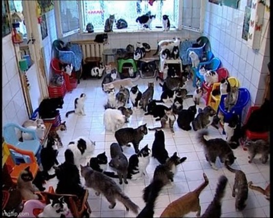 Crazy cat Lady | image tagged in crazy cat lady | made w/ Imgflip meme maker