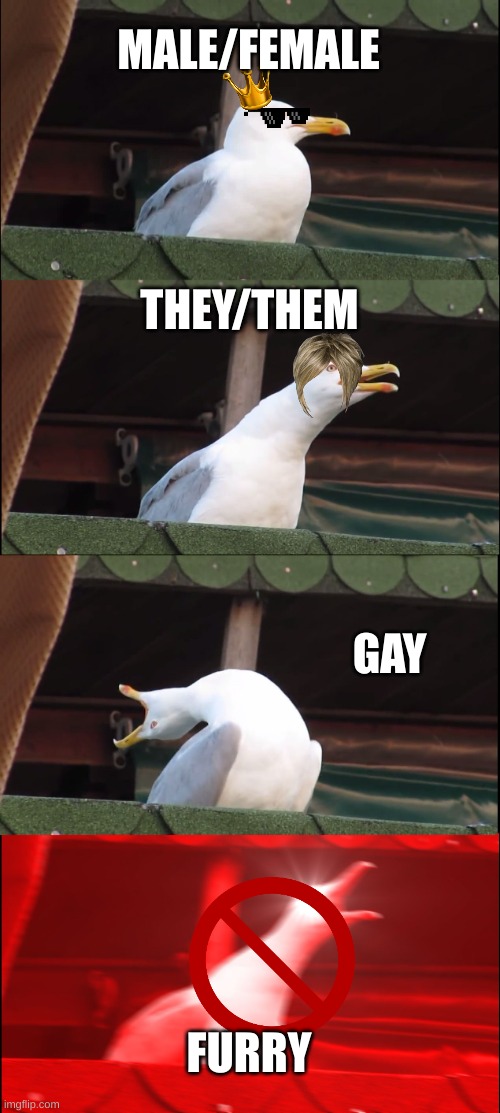 Inhaling Seagull | MALE/FEMALE; THEY/THEM; GAY; FURRY | image tagged in memes,inhaling seagull | made w/ Imgflip meme maker