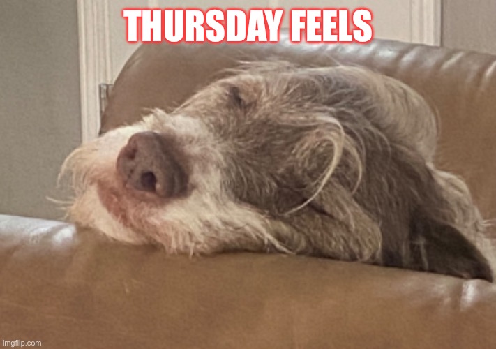Thursday Feels | THURSDAY FEELS | image tagged in sleepy dog | made w/ Imgflip meme maker