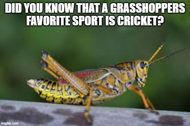 meme by Brad grasshoppers favorite sport is cricket | DID YOU KNOW THAT A GRASSHOPPERS FAVORITE SPORT IS CRICKET? | image tagged in sports,cricket,funny meme,humor,games,funny | made w/ Imgflip meme maker