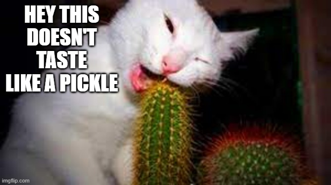 meme by Brad cat eating a cactus | HEY THIS DOESN'T TASTE LIKE A PICKLE | image tagged in cats,funny cat memes,humor,funny cat,funny | made w/ Imgflip meme maker