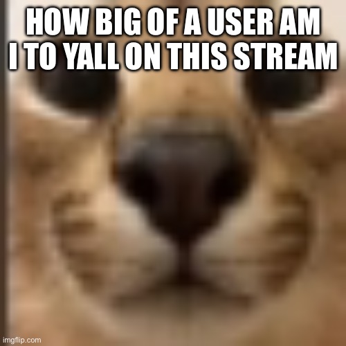Whar | HOW BIG OF A USER AM I TO YALL ON THIS STREAM | image tagged in whar | made w/ Imgflip meme maker