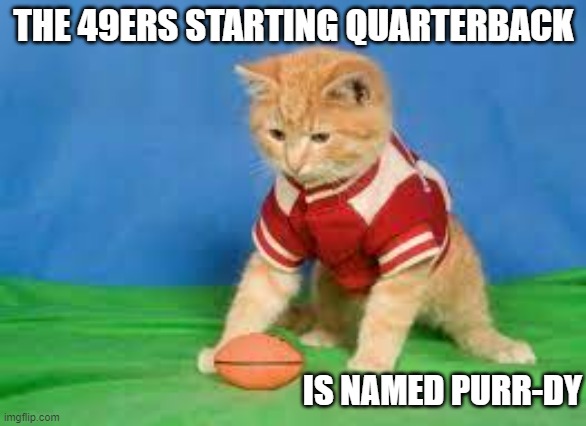 meme by Brad 49ers Super Bowl quarterback cat | THE 49ERS STARTING QUARTERBACK; IS NAMED PURR-DY | image tagged in sports,nfl memes,san francisco 49ers,super bowl,funny meme,cats | made w/ Imgflip meme maker