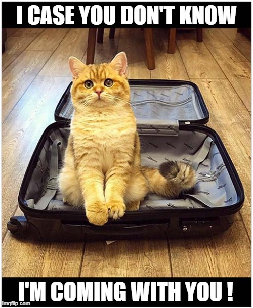 You're Gonna Need A Bigger Suitcase ! | I CASE YOU DON'T KNOW; I'M COMING WITH YOU ! | image tagged in cats,suitcase | made w/ Imgflip meme maker