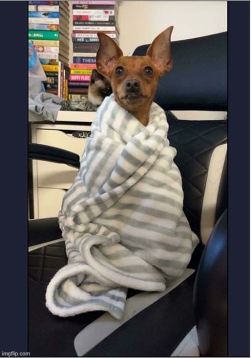 Coping With The Cold ! | image tagged in dogs,coping,cold,blanket | made w/ Imgflip meme maker