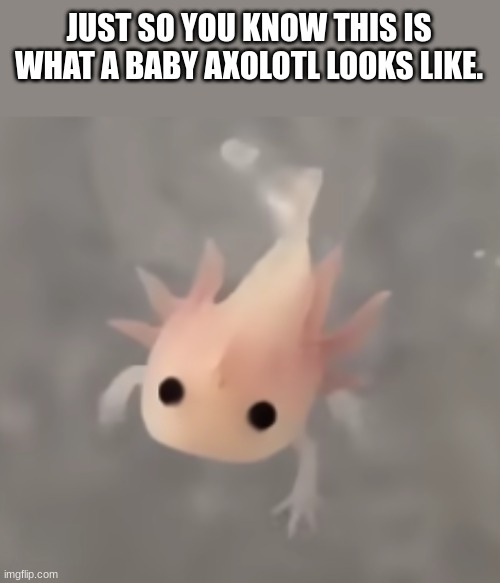 baby axolotl | JUST SO YOU KNOW THIS IS WHAT A BABY AXOLOTL LOOKS LIKE. | image tagged in axolotl | made w/ Imgflip meme maker