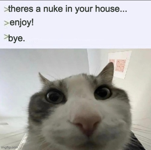 Cat looks inside | theres a nuke in your house... enjoy! bye. | image tagged in cat looks inside | made w/ Imgflip meme maker