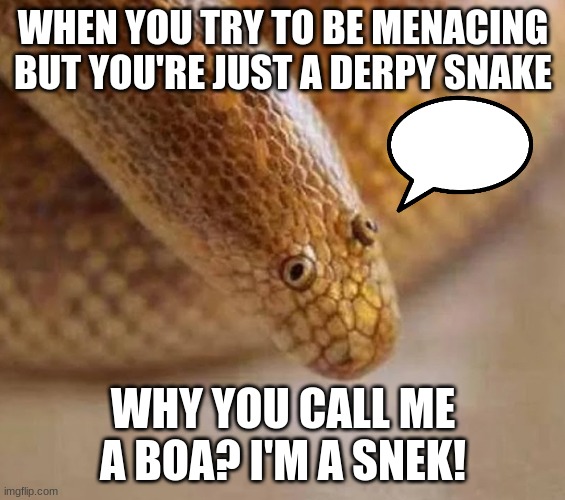 Arabian sand boa | WHEN YOU TRY TO BE MENACING BUT YOU'RE JUST A DERPY SNAKE; WHY YOU CALL ME A BOA? I'M A SNEK! | image tagged in arabian sand boa | made w/ Imgflip meme maker