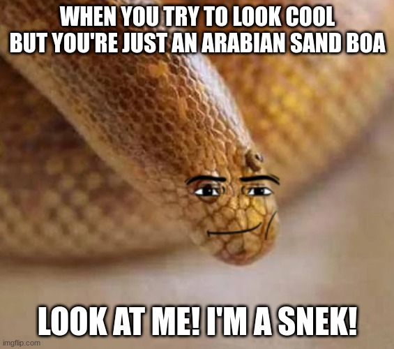 Arabian sand boa | WHEN YOU TRY TO LOOK COOL BUT YOU'RE JUST AN ARABIAN SAND BOA; LOOK AT ME! I'M A SNEK! | image tagged in arabian sand boa | made w/ Imgflip meme maker