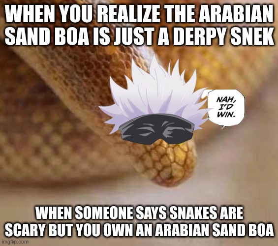 Arabian sand boa | WHEN YOU REALIZE THE ARABIAN SAND BOA IS JUST A DERPY SNEK; WHEN SOMEONE SAYS SNAKES ARE SCARY BUT YOU OWN AN ARABIAN SAND BOA | image tagged in arabian sand boa | made w/ Imgflip meme maker