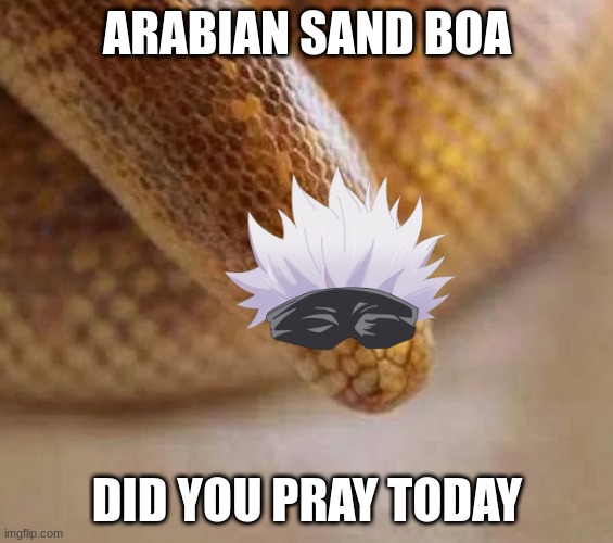 Arabian sand boa | ARABIAN SAND BOA; DID YOU PRAY TODAY | image tagged in arabian sand boa | made w/ Imgflip meme maker