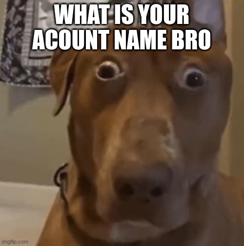 dog has trauma | WHAT IS YOUR ACOUNT NAME BRO | image tagged in dog has trauma | made w/ Imgflip meme maker