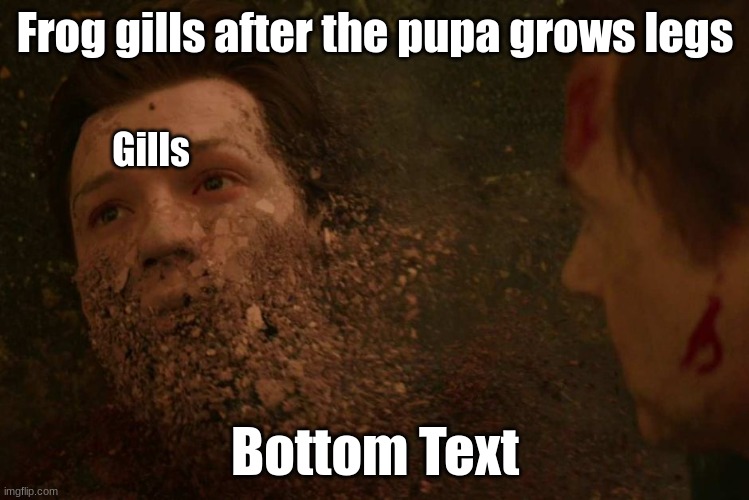 Look it up | Frog gills after the pupa grows legs; Gills; Bottom Text | image tagged in spiderman getting thanos snapped,frog,hehehe,frog week | made w/ Imgflip meme maker