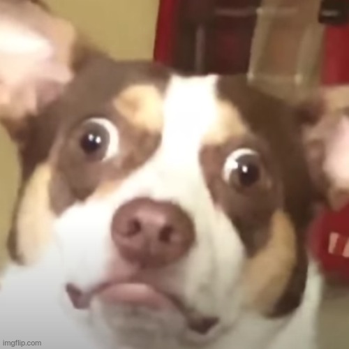 Scared Pupper | image tagged in scared pupper | made w/ Imgflip meme maker