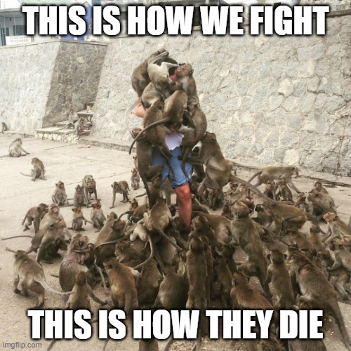 300 Monkeys | THIS IS HOW WE FIGHT; THIS IS HOW THEY DIE | image tagged in monkey swarm | made w/ Imgflip meme maker