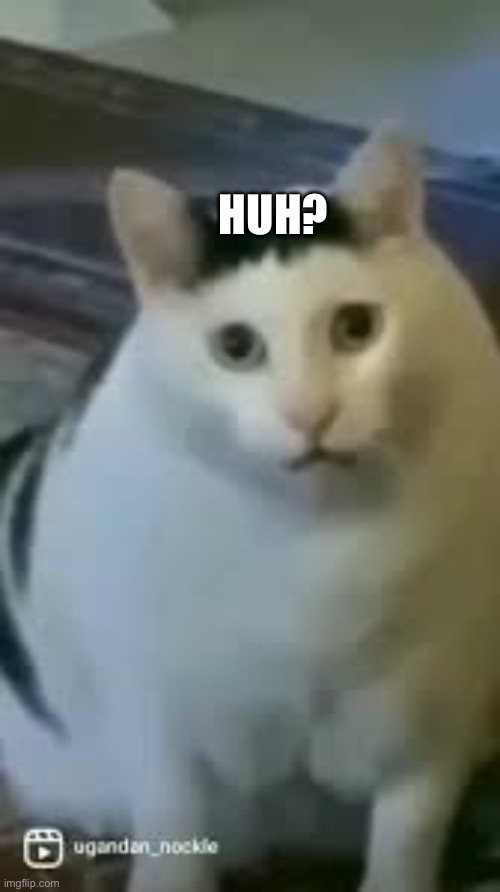 Huh Cat | HUH? | image tagged in huh cat | made w/ Imgflip meme maker