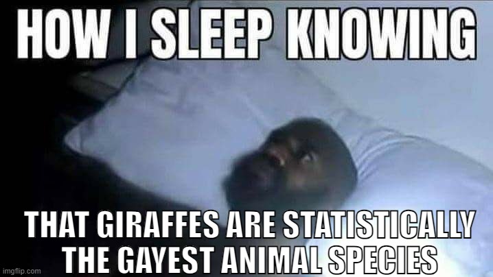 How i sleep knowing | THAT GIRAFFES ARE STATISTICALLY THE GAYEST ANIMAL SPECIES | image tagged in how i sleep knowing | made w/ Imgflip meme maker