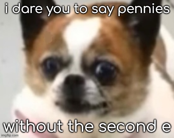 bombastic side eye dog | i dare you to say pennies; without the second e | image tagged in bombastic side eye dog | made w/ Imgflip meme maker