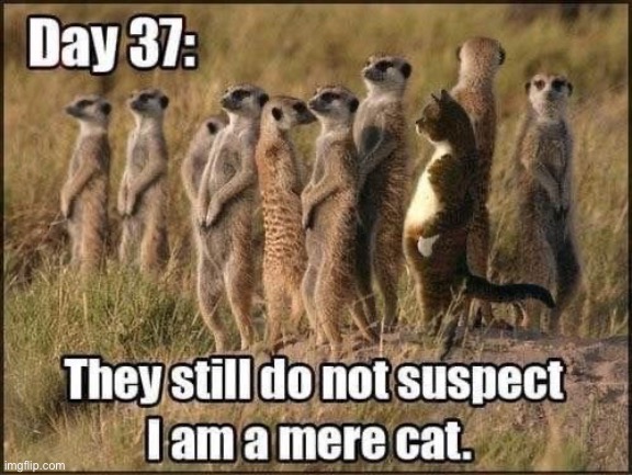 Cat | image tagged in meerkats,cat | made w/ Imgflip meme maker