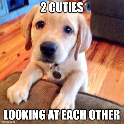 Cutie | 2 CUTIES; LOOKING AT EACH OTHER | image tagged in puppy dog eyes | made w/ Imgflip meme maker