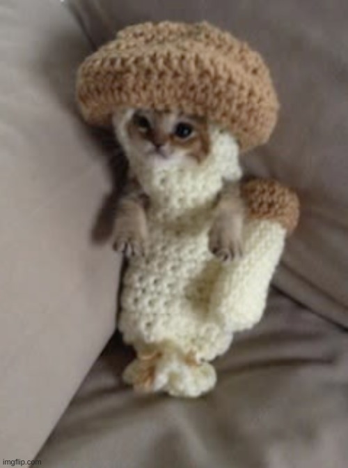 catshroom | image tagged in cute,shroom,cat,did i already say cute | made w/ Imgflip meme maker