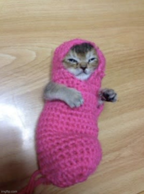 CATerpillar | image tagged in cute,kittie,injured cat from japan | made w/ Imgflip meme maker