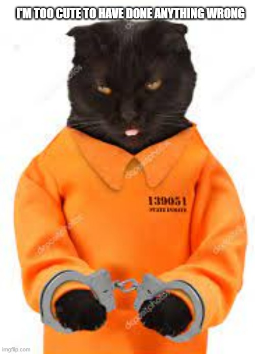 meme by Brad a cat in handcuffs | I'M TOO CUTE TO HAVE DONE ANYTHING WRONG | image tagged in cats,cat meme,funny cat memes,humor,handcuffs | made w/ Imgflip meme maker