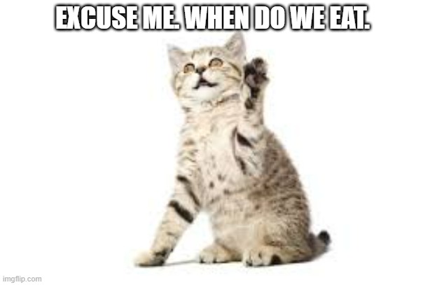 meme by Brad cat asking when do we eat? | EXCUSE ME. WHEN DO WE EAT. | image tagged in cats,funny cat memes,funny cat,humor,funny | made w/ Imgflip meme maker