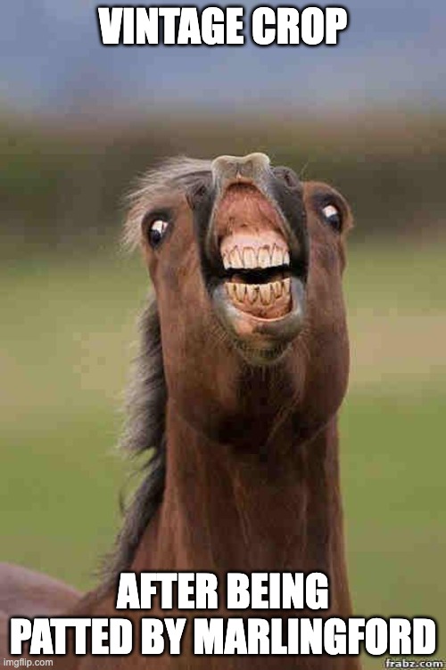 horse face | VINTAGE CROP; AFTER BEING PATTED BY MARLINGFORD | image tagged in horse face | made w/ Imgflip meme maker