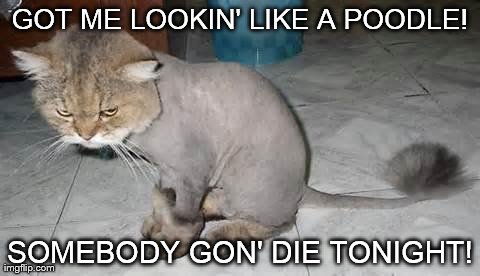 Lookin' Like A Poodle | GOT ME LOOKIN' LIKE A POODLE! SOMEBODY GON' DIE TONIGHT! | image tagged in memes,funny,animals,cats | made w/ Imgflip meme maker