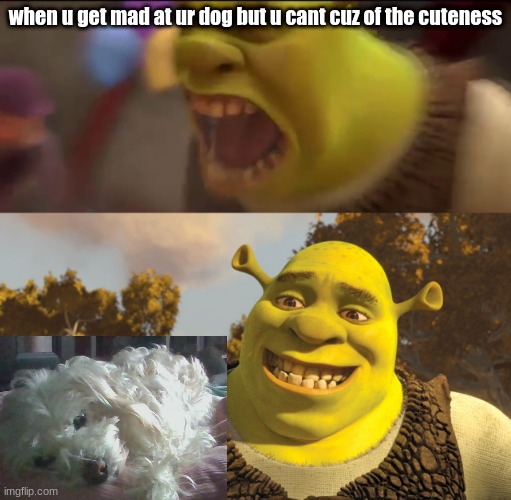 smash or pass dawg? | when u get mad at ur dog but u cant cuz of the cuteness | image tagged in shrek screaming,yo dawg,smash | made w/ Imgflip meme maker