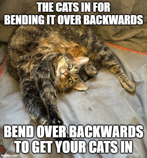 CATS bending over backwards | THE CATS IN FOR BENDING IT OVER BACKWARDS; BEND OVER BACKWARDS TO GET YOUR CATS IN | image tagged in cats,timesheet reminder,timesheet meme | made w/ Imgflip meme maker
