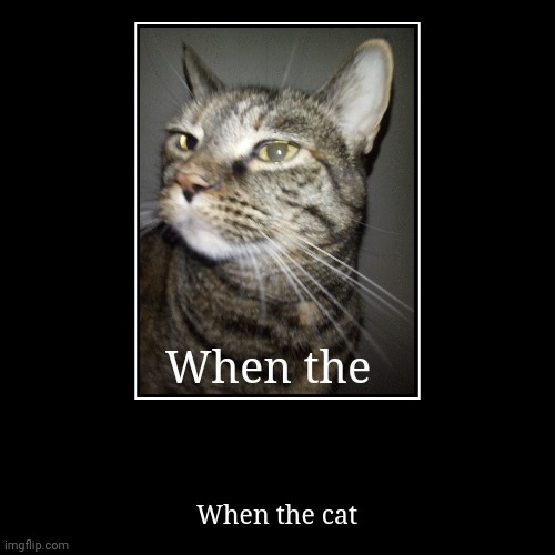 When the | When the cat | image tagged in funny,demotivationals | made w/ Imgflip demotivational maker