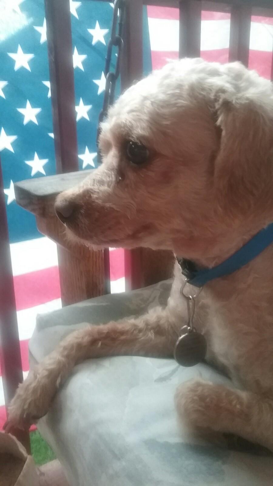 High Quality Patriotic Poodle Blank Meme Template