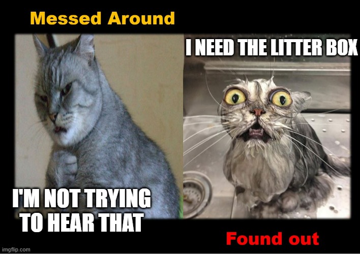 When you mess around and find out | I NEED THE LITTER BOX; I'M NOT TRYING TO HEAR THAT | image tagged in messed around found out,cats,do what you told me,messing around finding out,they told me but i didn't listen,hold my beer | made w/ Imgflip meme maker