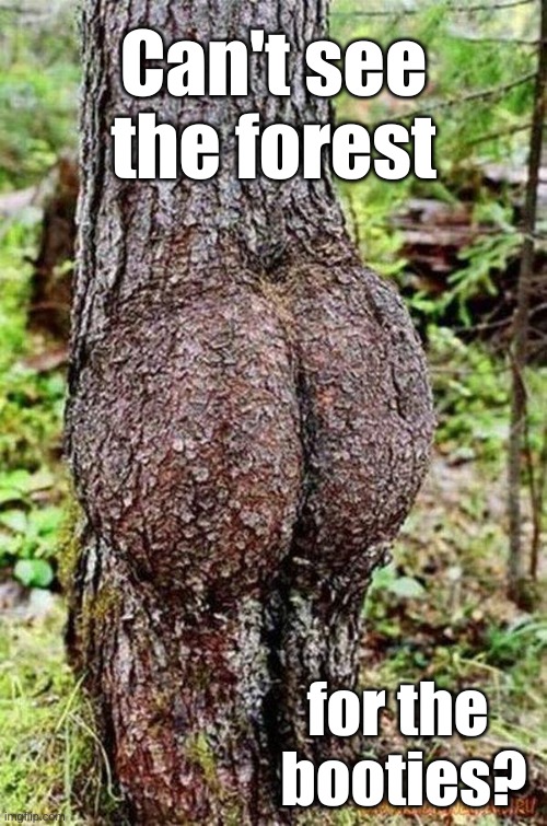 bootie, sexy tree, butt, puns | Can't see the forest; for the 
booties? | image tagged in sexy tree | made w/ Imgflip meme maker