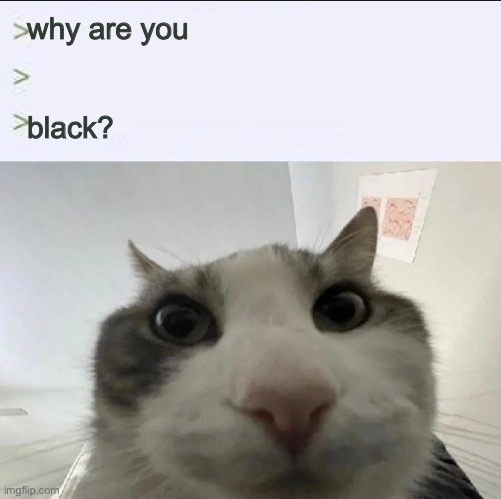 Cat looks inside | why are you; black? | image tagged in cat looks inside | made w/ Imgflip meme maker
