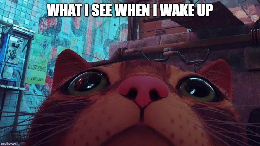 Cat jumpscare | WHAT I SEE WHEN I WAKE UP | image tagged in cat,cats,stray | made w/ Imgflip meme maker