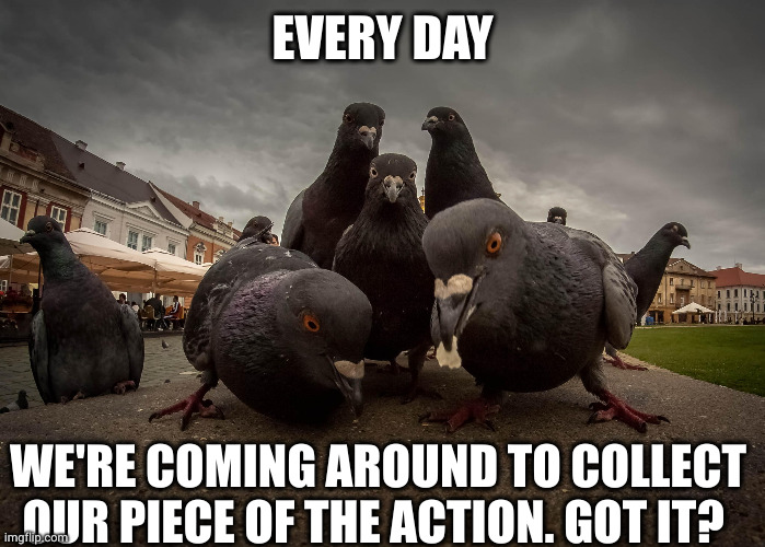 Pigeon extortion racket | EVERY DAY; WE'RE COMING AROUND TO COLLECT OUR PIECE OF THE ACTION. GOT IT? | image tagged in you've come to the wrong neighborhood,plaza,town square,memes,pigeons,that's how mafia works | made w/ Imgflip meme maker