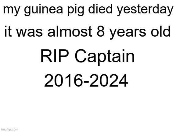 free Fragelite | my guinea pig died yesterday; it was almost 8 years old; RIP Captain; 2016-2024 | image tagged in blank white template | made w/ Imgflip meme maker