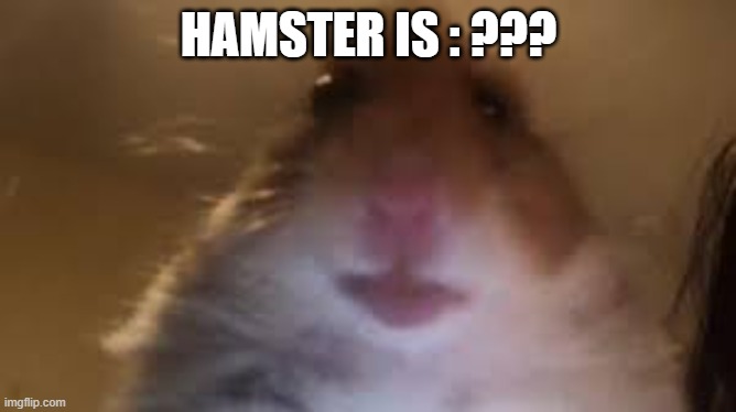 ??? | HAMSTER IS : ??? | image tagged in facetime hamster | made w/ Imgflip meme maker