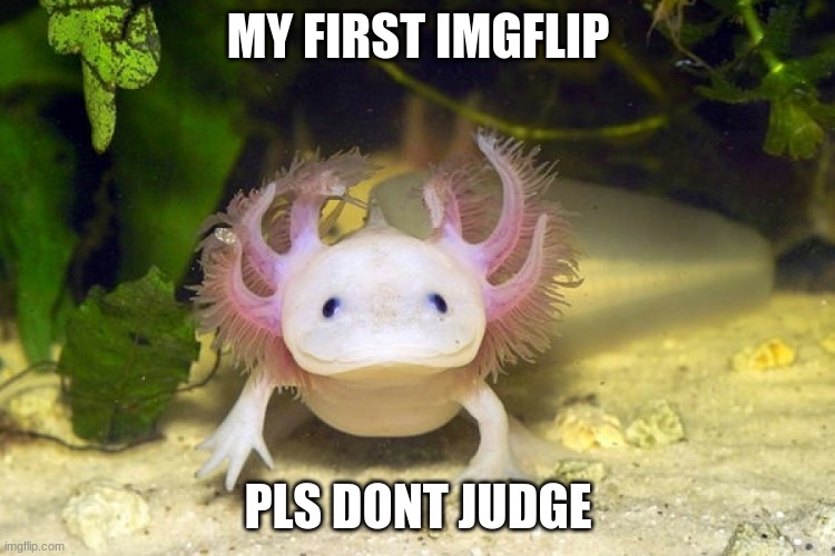 Axolotl | MY FIRST IMGFLIP; PLS DONT JUDGE | image tagged in axolotl | made w/ Imgflip meme maker
