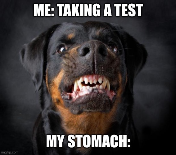 Everyone can relate | ME: TAKING A TEST; MY STOMACH: | image tagged in dog growl,relatable memes,dogs | made w/ Imgflip meme maker