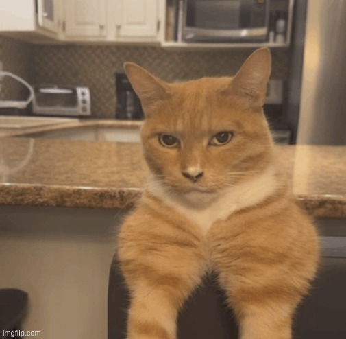 gah dammit this cat taking all the ladies from us dudes | image tagged in cats | made w/ Imgflip meme maker